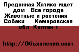 Преданная Хатико ищет дом - Все города Животные и растения » Собаки   . Кемеровская обл.,Калтан г.